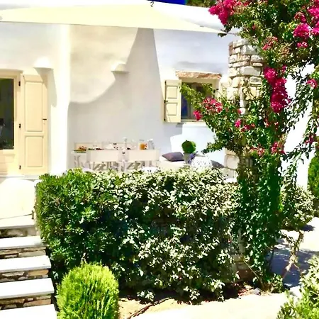 Nausithoe 1 Paros
